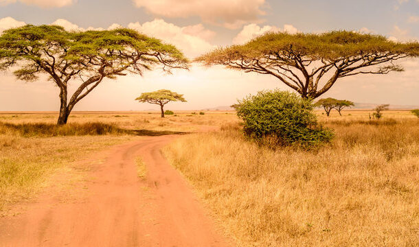 acacia trees