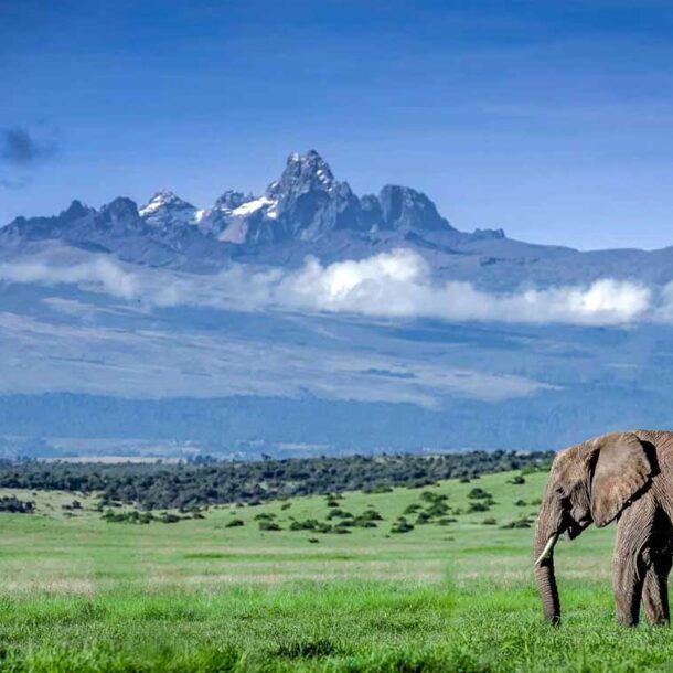 Nanyuki wildlife