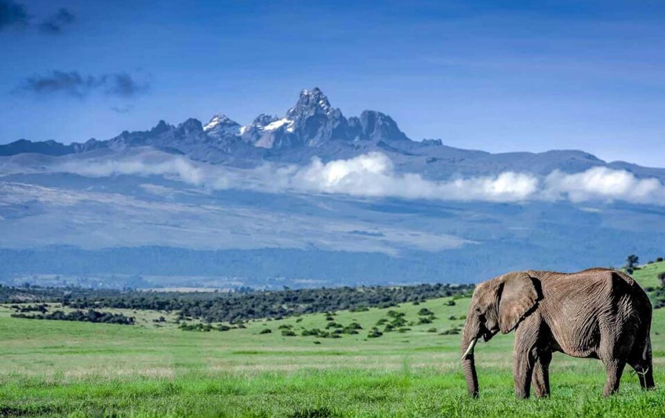 Nanyuki wildlife