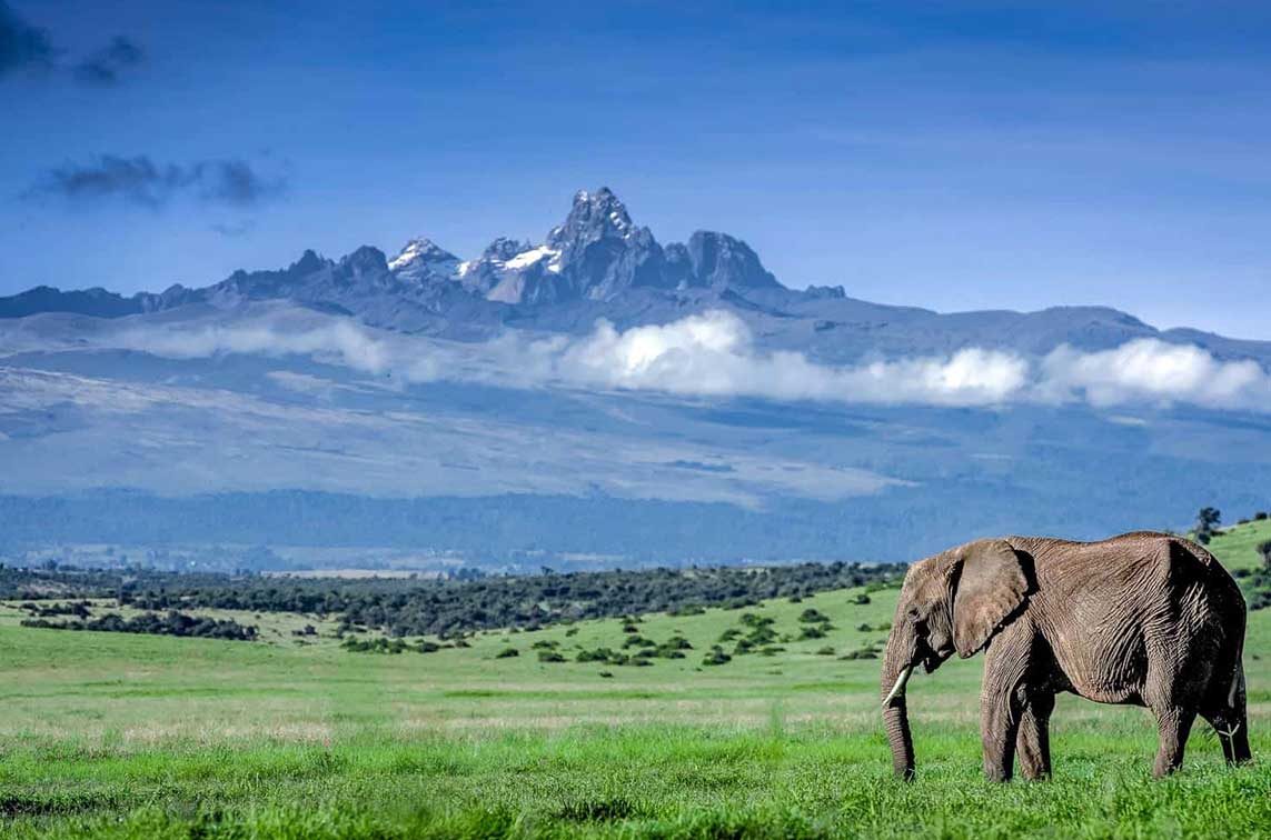 Nanyuki wildlife