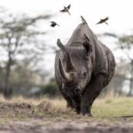 Where to Eat in Nanyuki After Visiting Ol Pejeta Conservancy