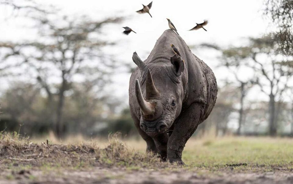 rhinos in ol pejeta