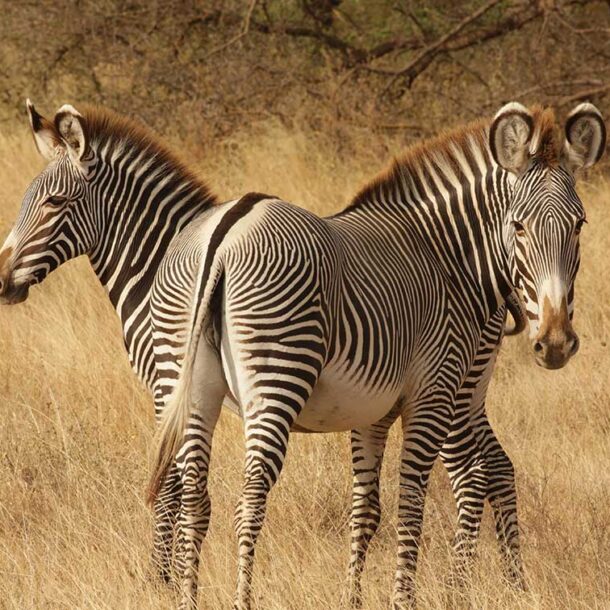 nanyuki wildlife