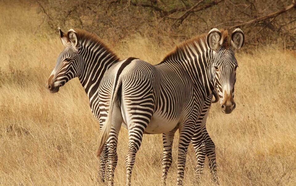 nanyuki wildlife