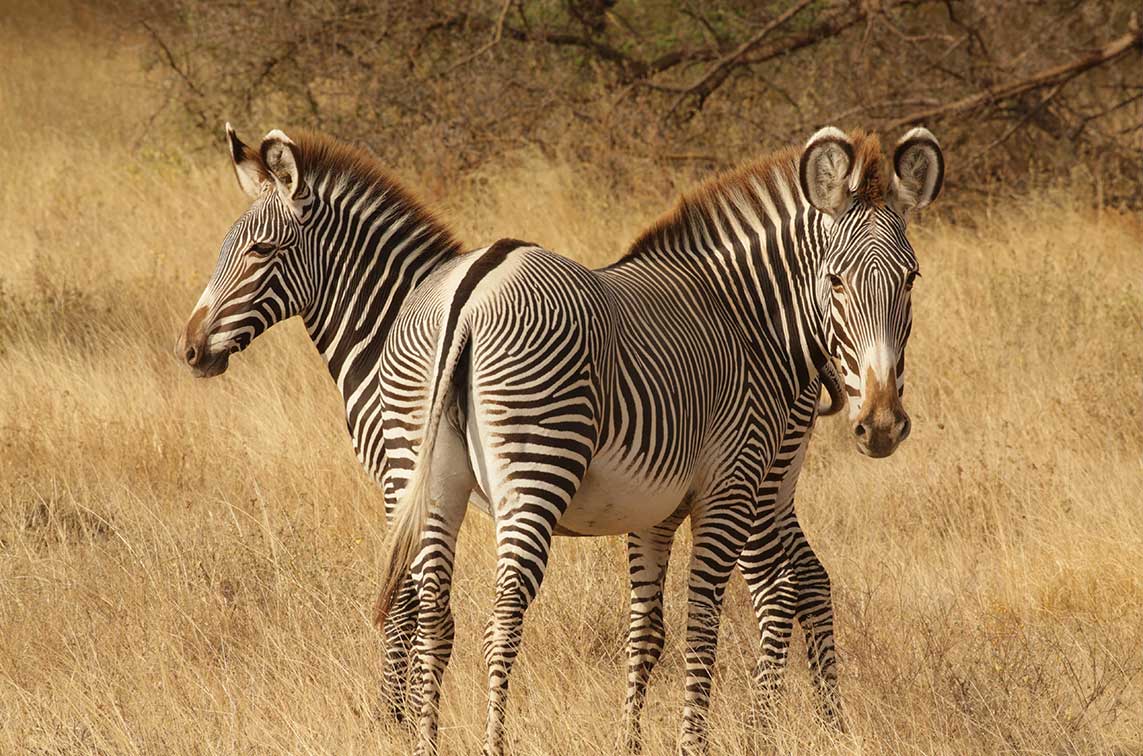 nanyuki wildlife