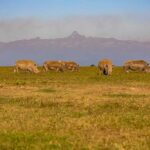 Where to Stay in Nanyuki Near Mount Kenya & Ol Pejeta