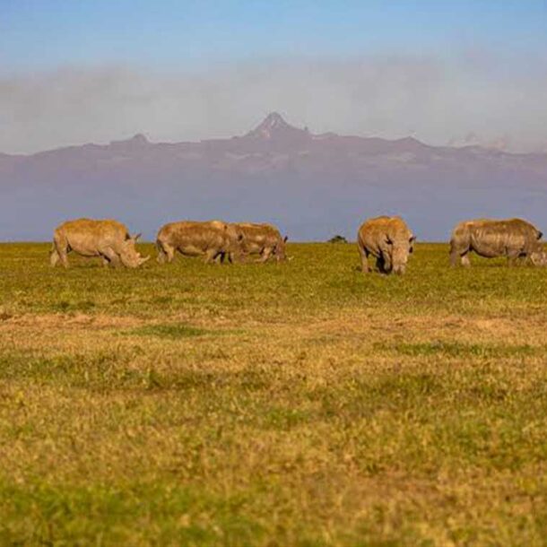 my kenya from olpejeta