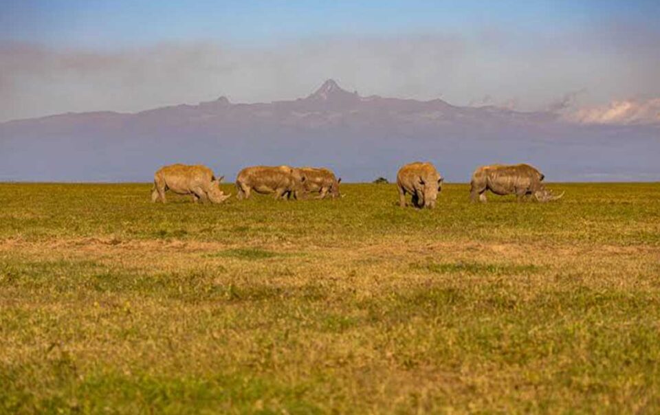 my kenya from olpejeta