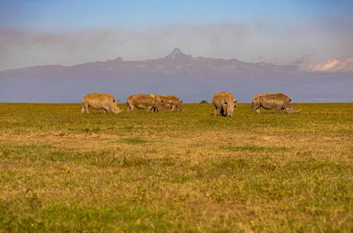 my kenya from olpejeta
